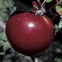 Cortland Apple