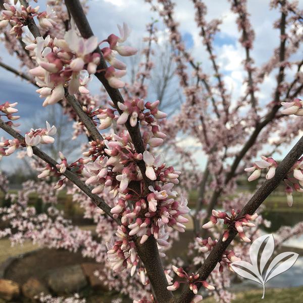 Cotton Candy™ Redbud