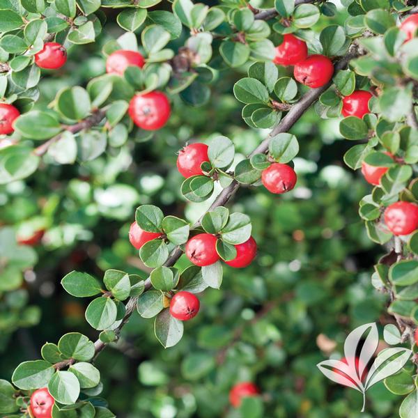 Cranberry Cotoneaster