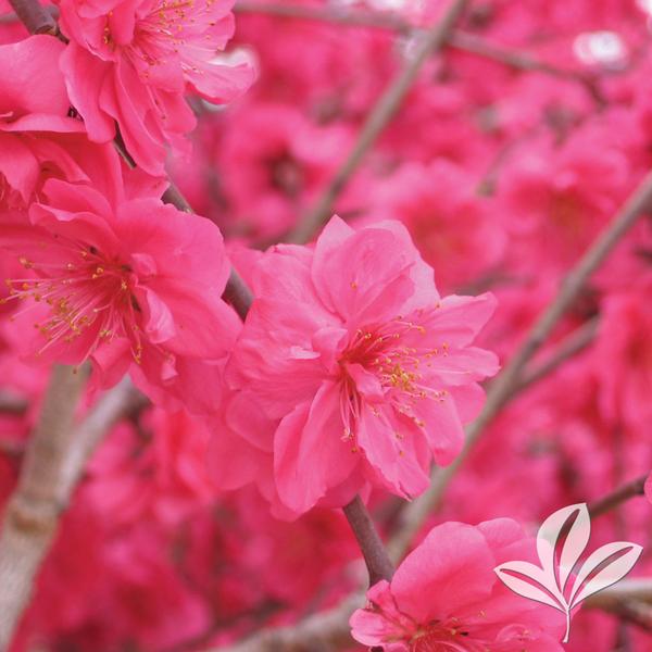 Crimson Cascade Weeping Peach