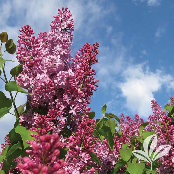 Crimson Doll™ Lilac