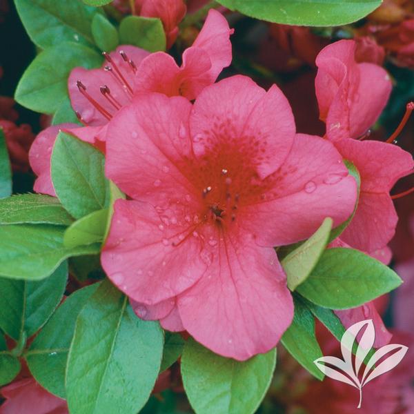Crimson Girard Azalea