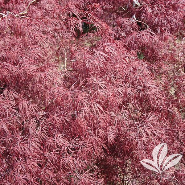 Crimson Queen Japanese Maple