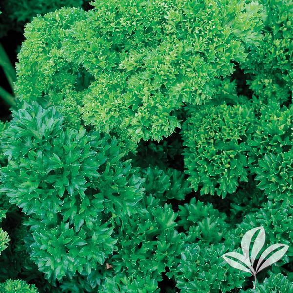 Curly Leaf Parsley