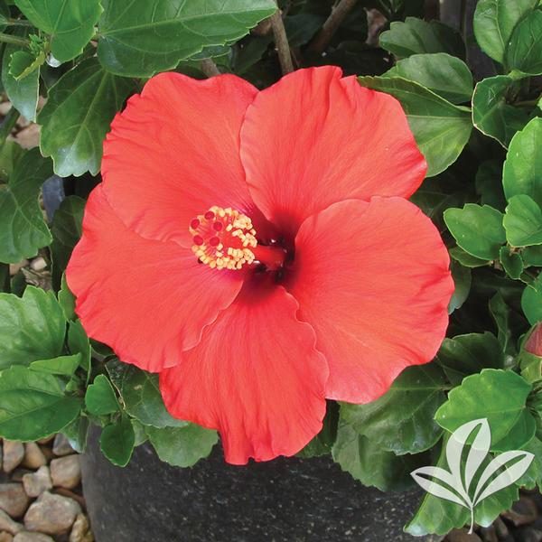 Dark Heart Hibiscus