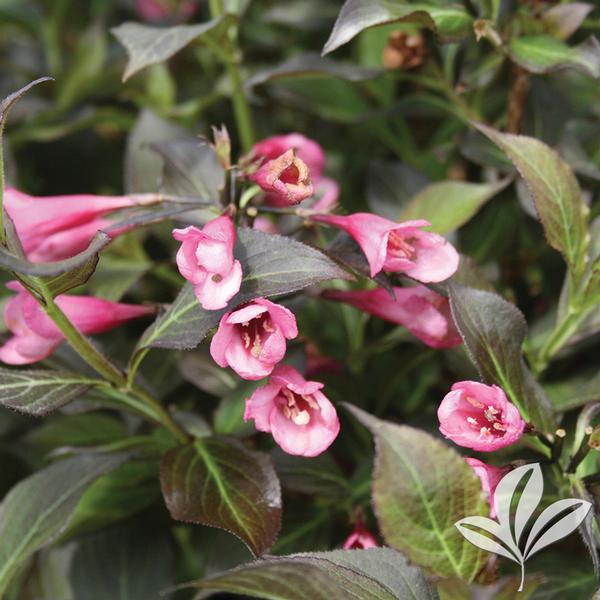 Dark Horse Weigela