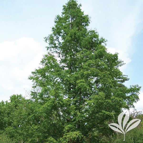 Dawn Redwood