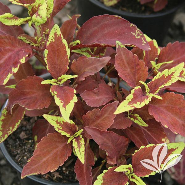 Defiance Coleus