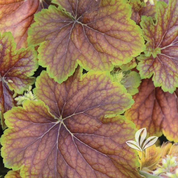 Delta Dawn Coral Bells