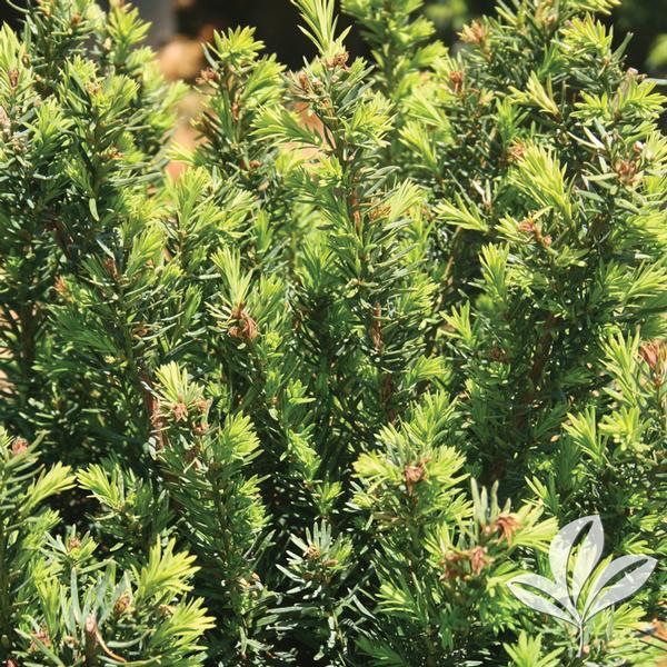 Densiformis Yew