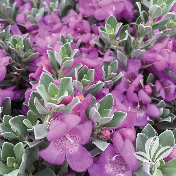 Desperado® Sage