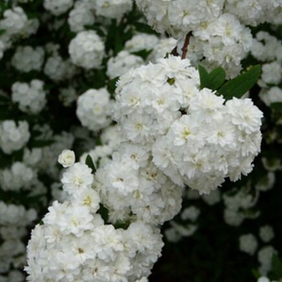 Double Bridal Wreath Spirea