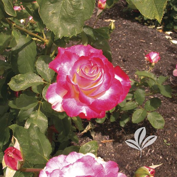 Double Delight Hybrid Tea Rose