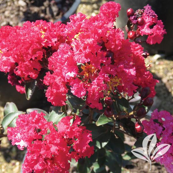 Double Dynamite® Crapemyrtle