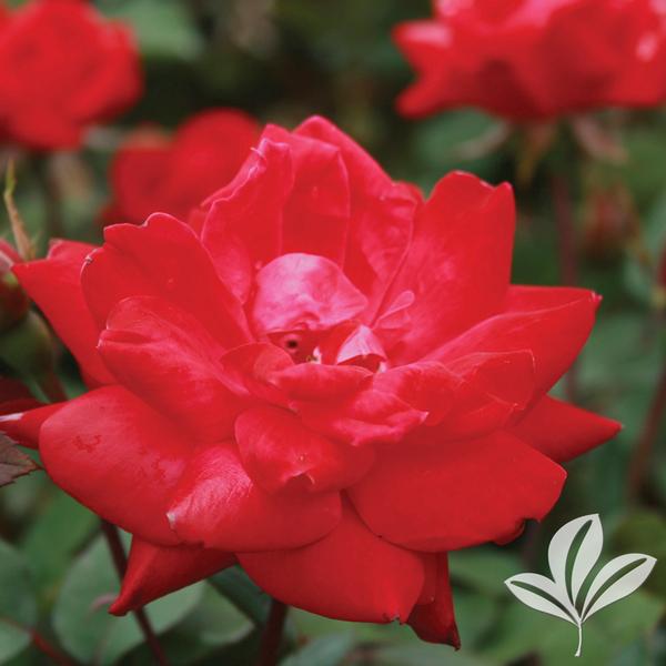 Double Knock Out® Rose