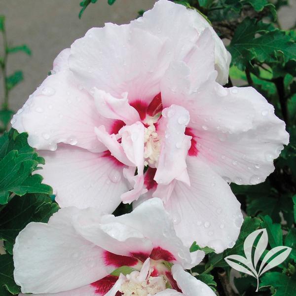Double Pink Althea