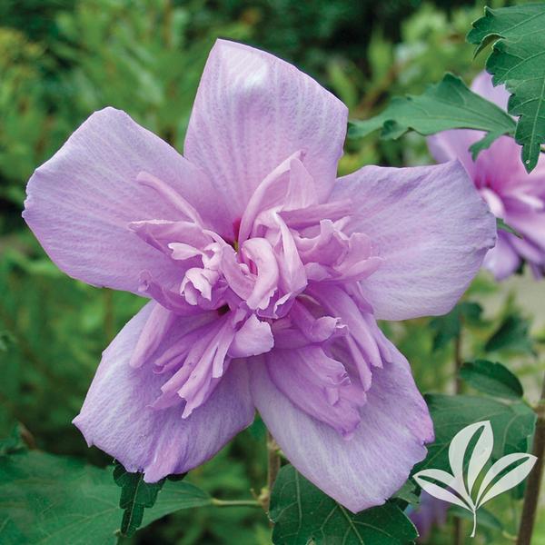 Double Purple Althea