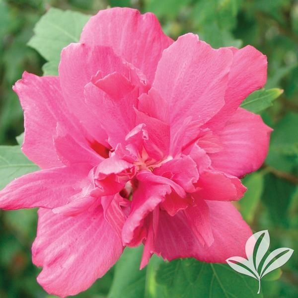 Double Red Althea