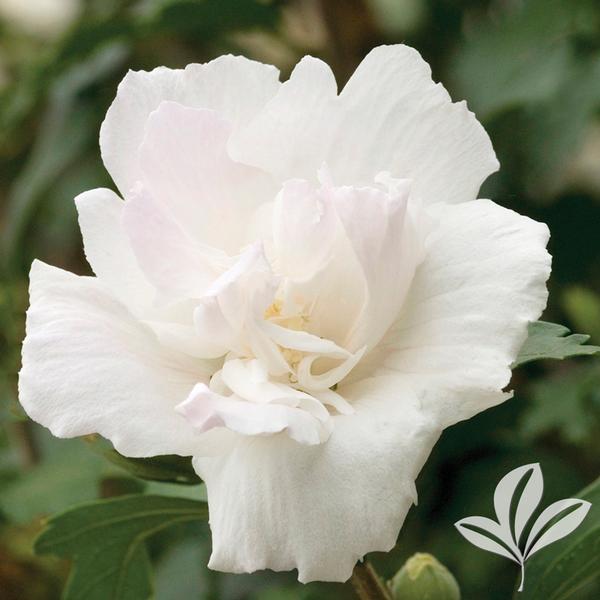 Double White Althea