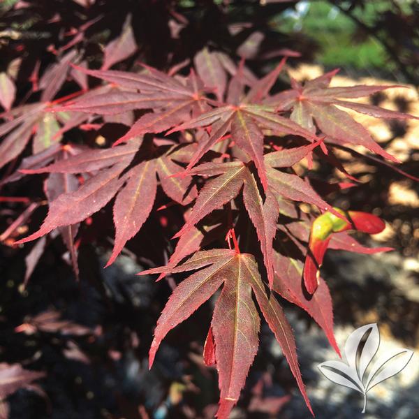 Dragon Tears™ Japanese Maple