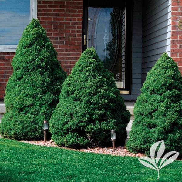 Dwarf Alberta Spruce