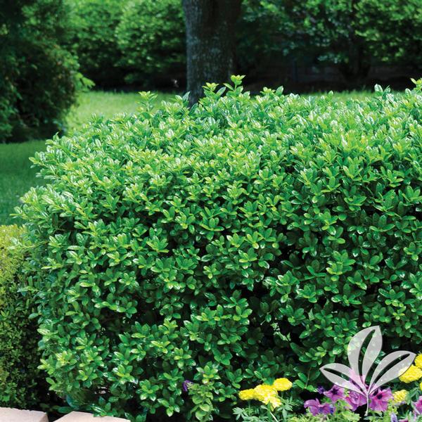 Dwarf Burford Holly
