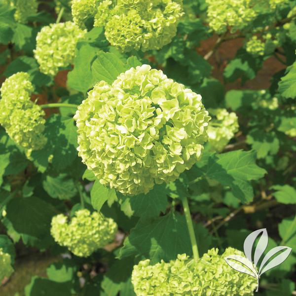 Dwarf European Cranberrybush Viburnum