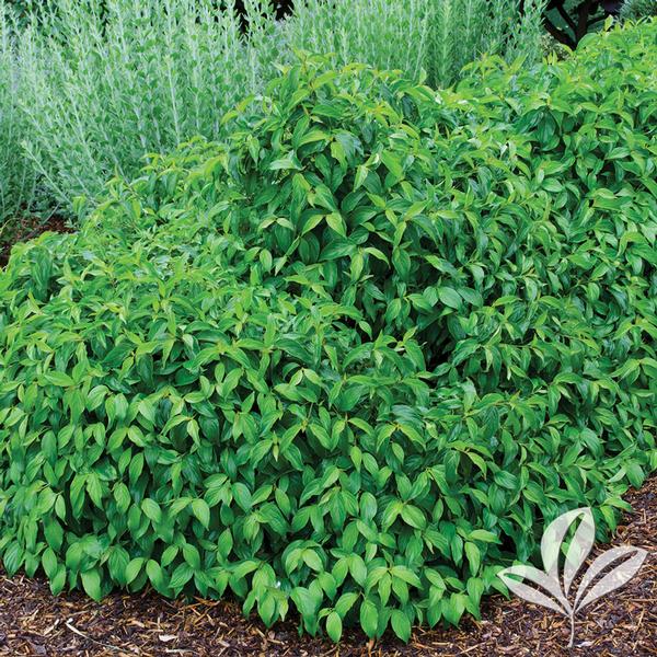 Dwarf Kelsey Dogwood
