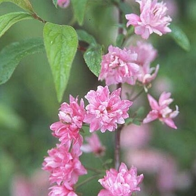 Dwarf Pink Flowering Almond