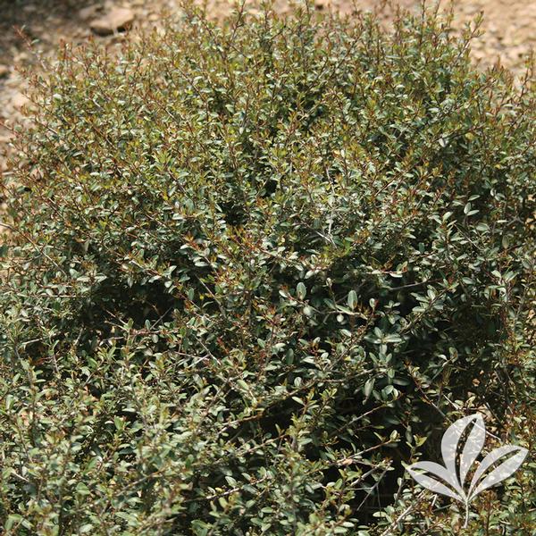 Dwarf Yaupon Holly