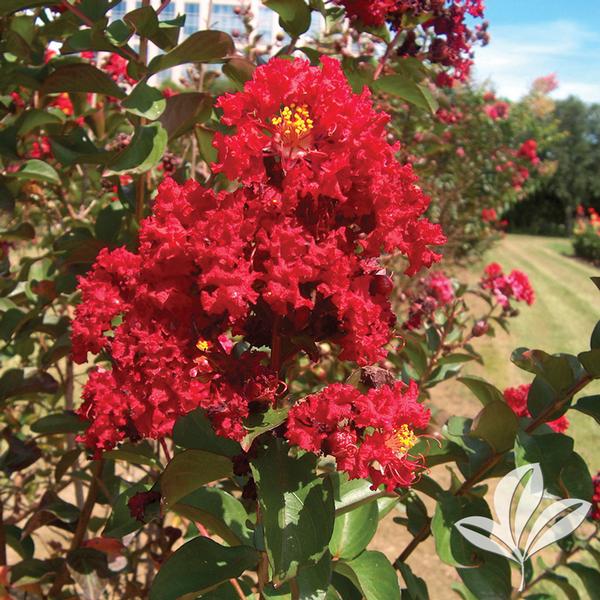 Dynamite® Crapemyrtle