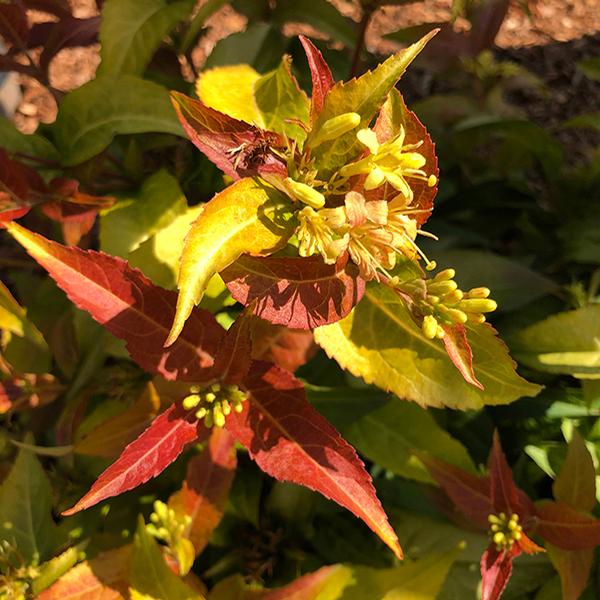 Firefly® Bush Honeysuckle