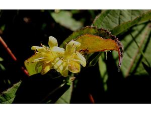 Nightglow® Bush Honeysuckle