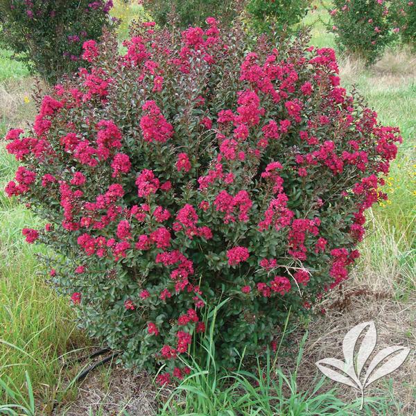 Double Feature® Crapemyrtle