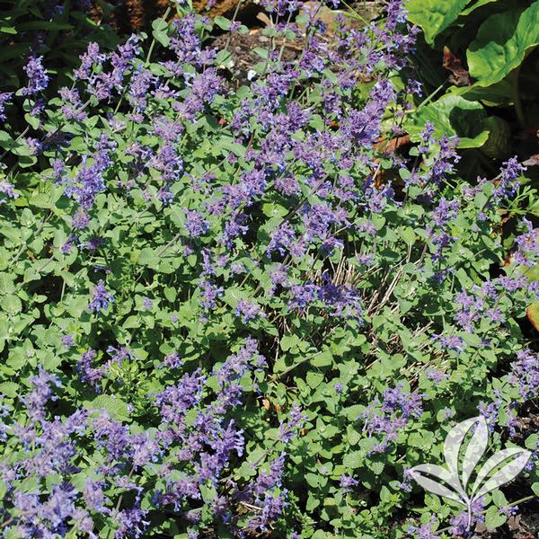 Early Bird Catmint