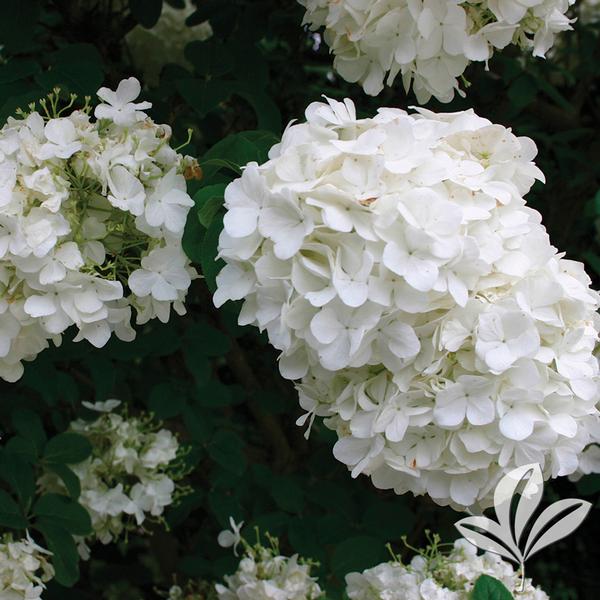 Eastern Snowball Viburnum