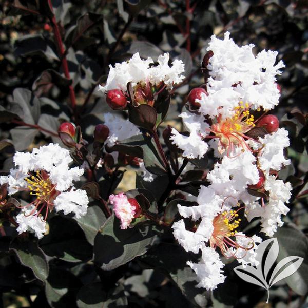 Ebony and Ivory Crapemyrtle