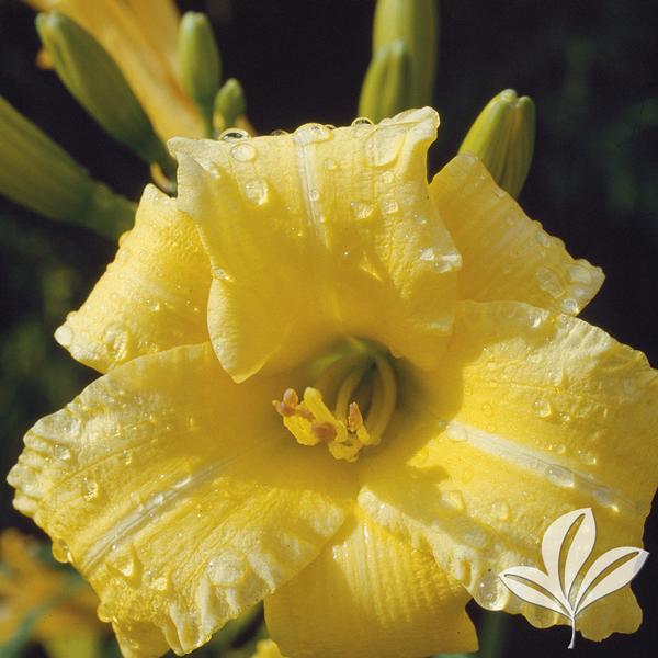 Eenie Weenie Daylily