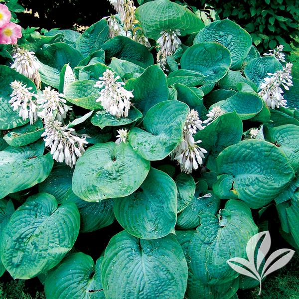 Elegans Hosta