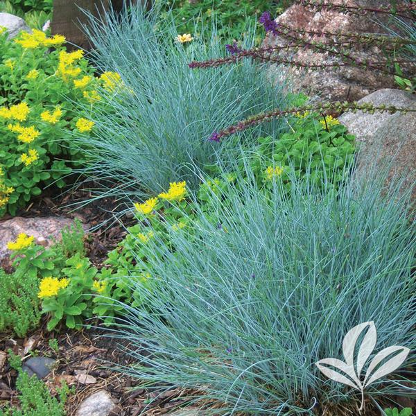 Elijah Blue Fescue