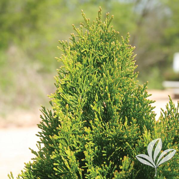 Emerald Arborvitae