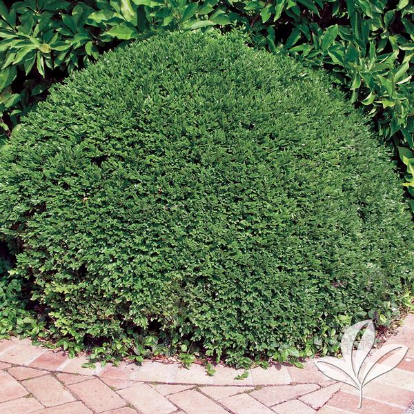 Emerald Jewel Boxwood