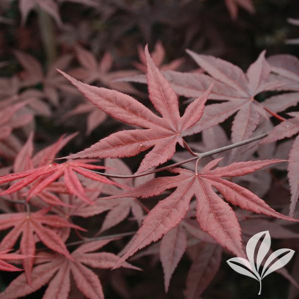 Emperor 1 Japanese Maple