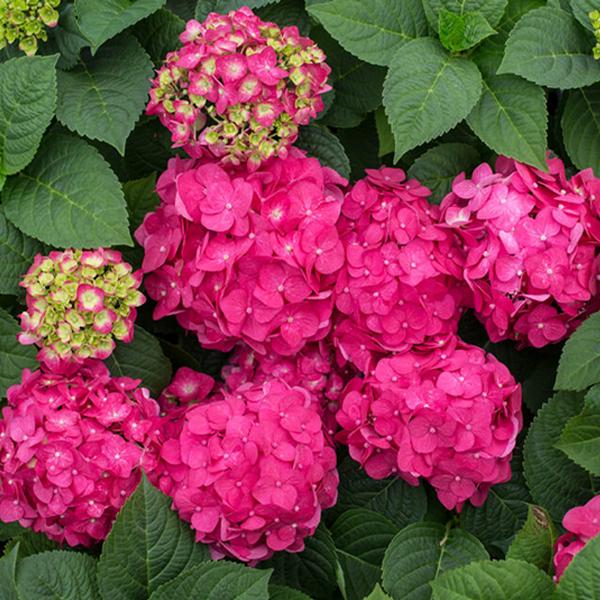 Endless Summer® Summer Crush® Hydrangea