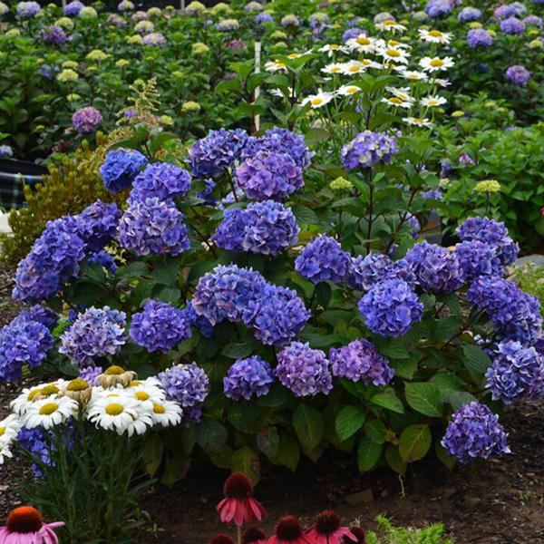 Endless Summer® Bloomstruck® Hydrangea