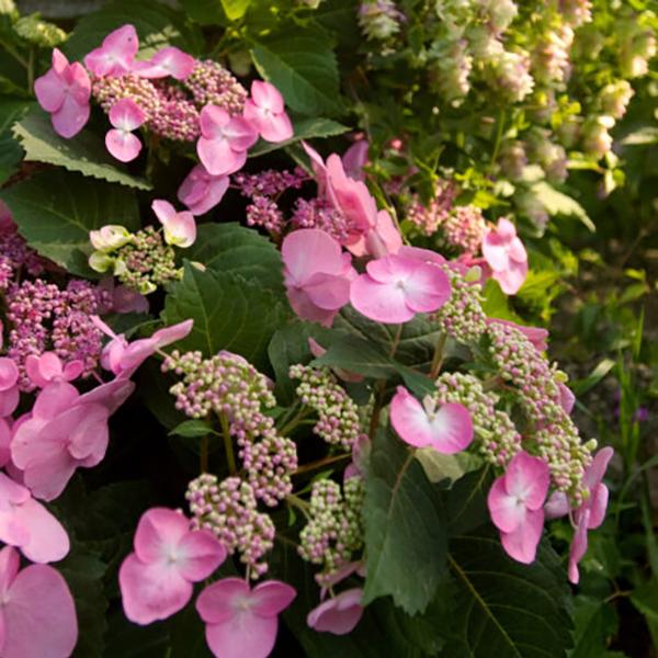 Endless Summer® Twist N' Shout® Hydrangea