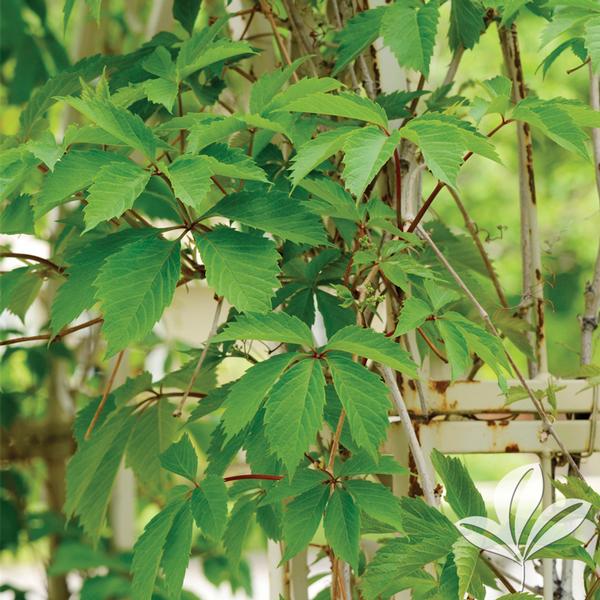 Engelman Virginia Creeper