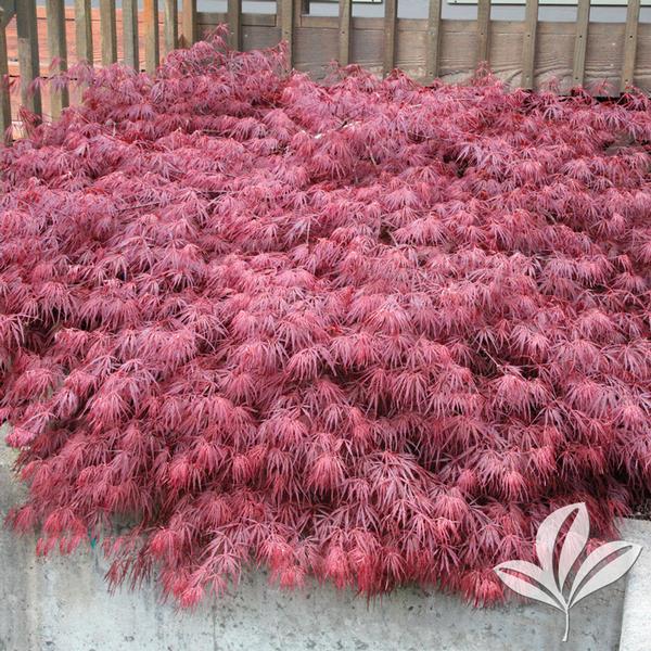 Ever Red Japanese Maple