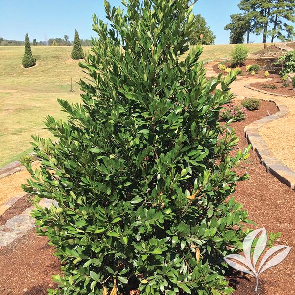 Everbrite™ Cherry Laurel