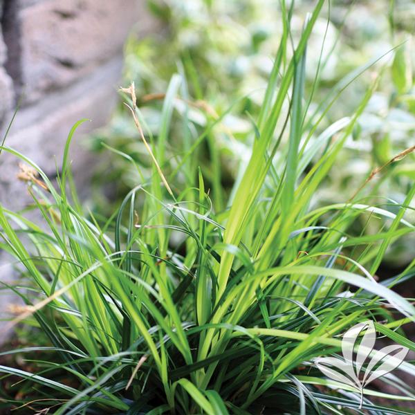 Evercolor® Everdi Carex